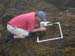 Stephan Bullard hunts snails