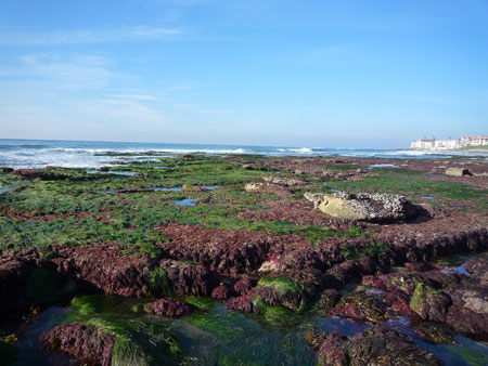 Windansea, La Jolla, CA