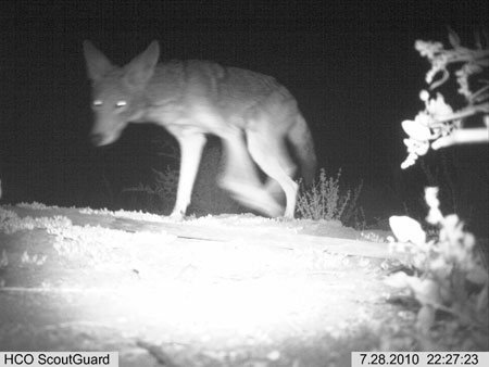 Night shot of coyote at Sweetwater