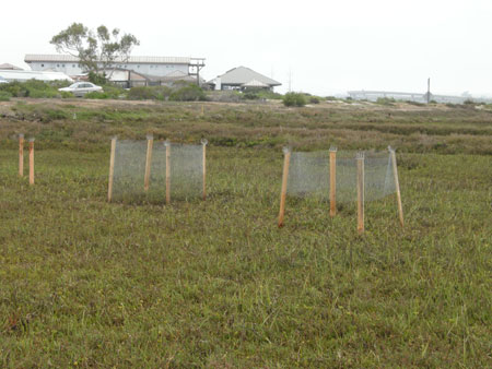 Herbivore exclosure experiment at Sweetwater