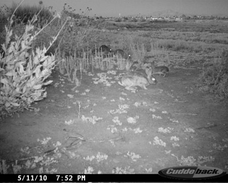 Night shot of rabbits at Sweetwater