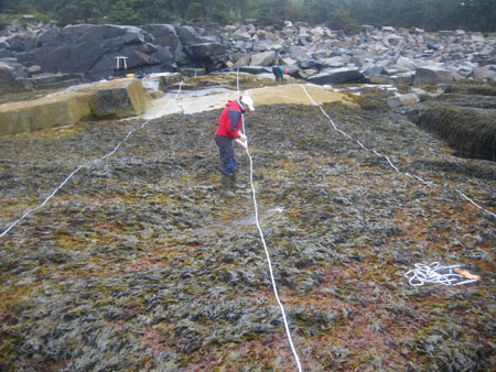 Schoodic Point point-intercept transects