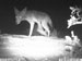 Night shot of coyote at Sweetwater