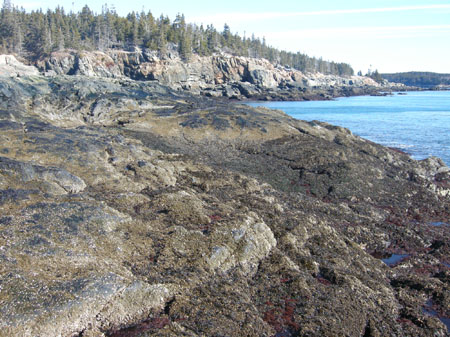 Acadia coastline