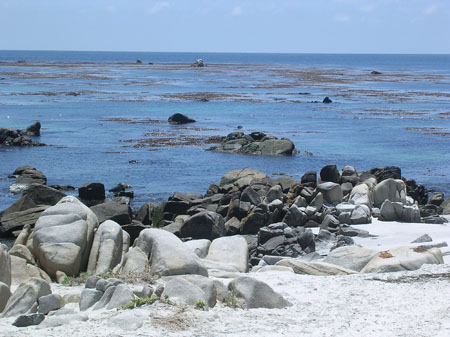 Kelp forest at Playa Blanca, Chile