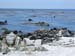 Kelp forest at Playa Blanca, Chile