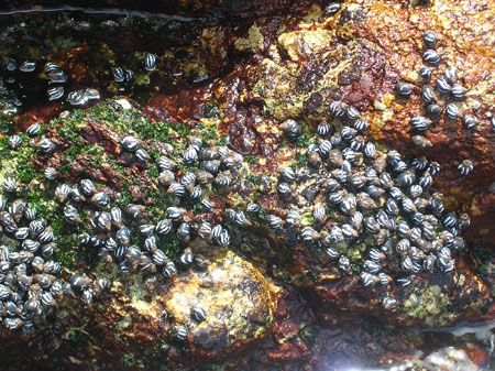 Chilean snails (Echinolittorina peruviana)