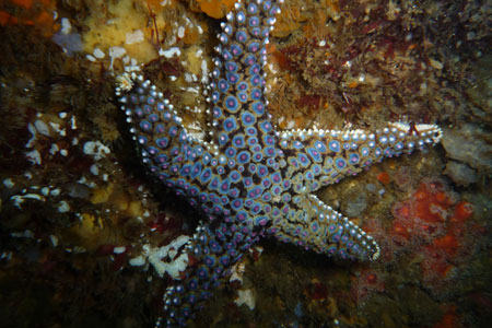 Pisaster giganteus in San Diego
