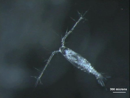The copepod Acartia tonsa