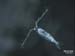 The copepod Acartia tonsa