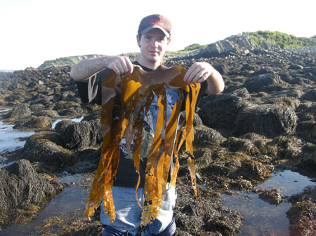 Chris identifies algae at the bioblitz (MA)