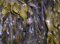 snail in kelp