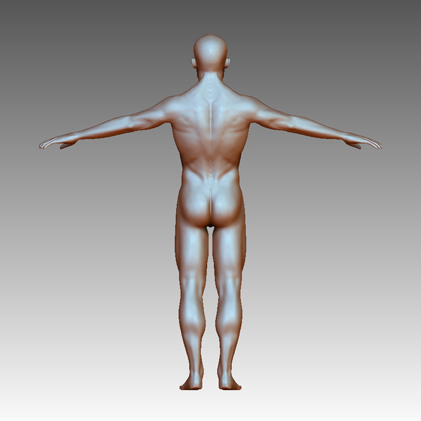 anatomy - back