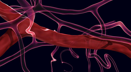 blood vessels