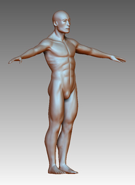 anatomy study - zbrush