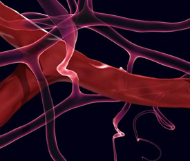 blood vessels